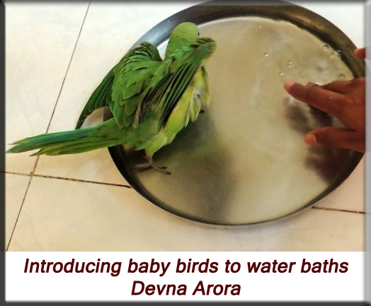 Devna Arora - Parakeet chicks - Introducing water baths