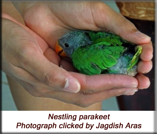 Devna Arora - Parakeet chicks - A month-old parakeet