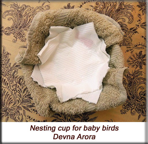 Devna Arora - Parakeet chicks - Nesting cups for new-borns