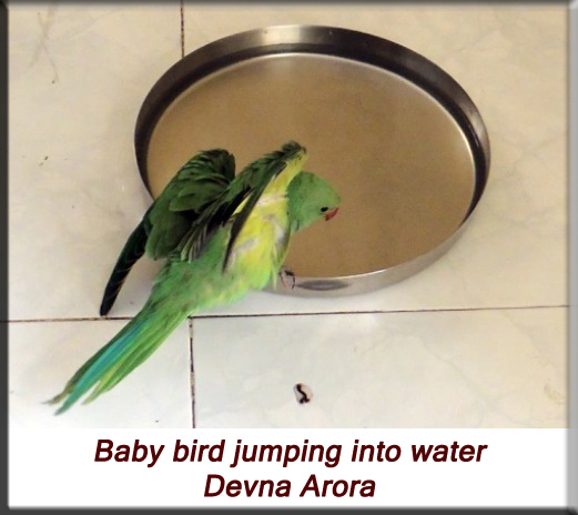 Devna Arora - Parakeet chicks - Baby bird playing in water