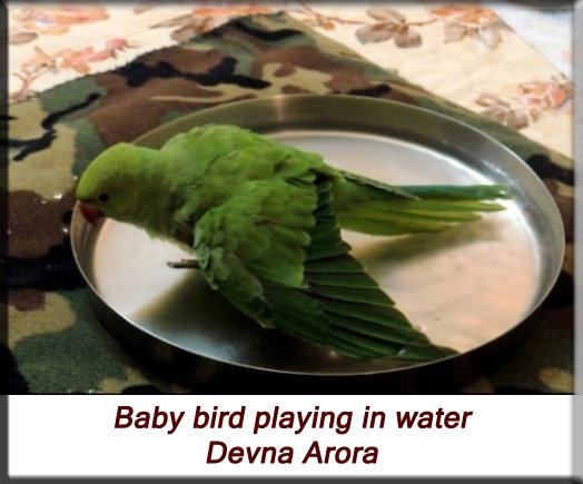 Devna Arora - Parakeet chicks - Baby bird playing in water