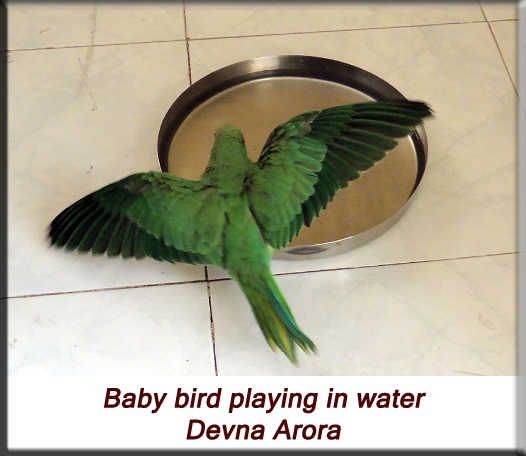 Devna Arora - Parakeet chicks - Baby bird playing in water