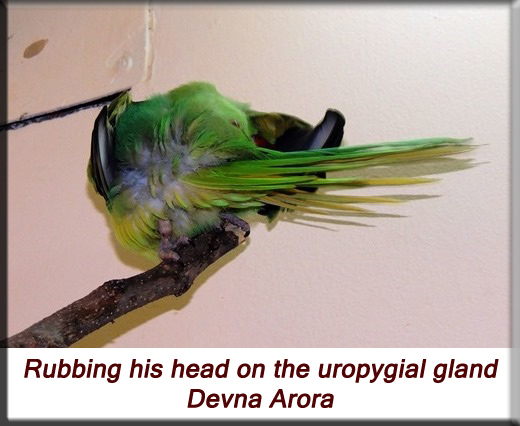 Devna Arora - Parakeet chicks - Rubbing his head on the uropygial gland