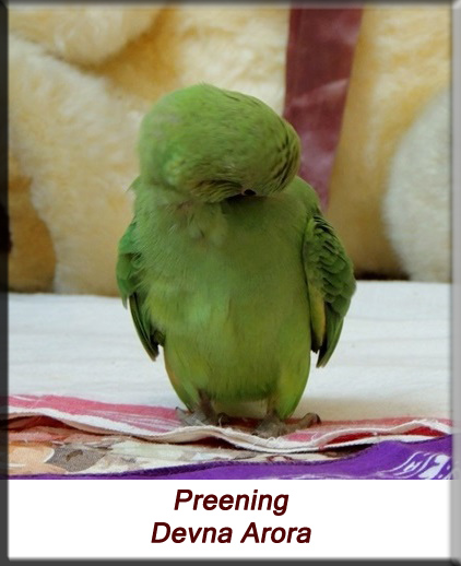 Devna Arora - Parakeet chicks - Baby bird preening