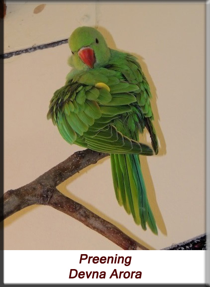 Devna Arora - Parakeet chicks - Baby bird preening