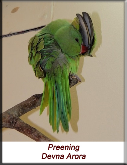 Devna Arora - Parakeet chicks - Baby bird preening