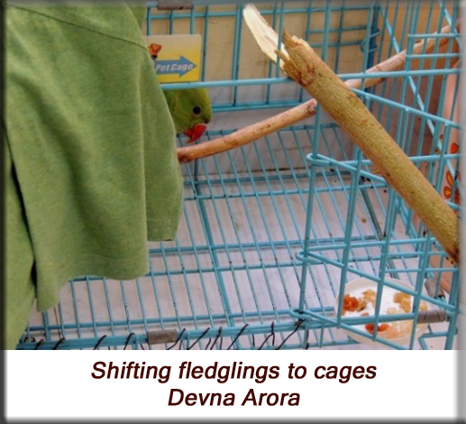 Devna Arora - Parakeet chicks - Shifting fledgling birds to cages