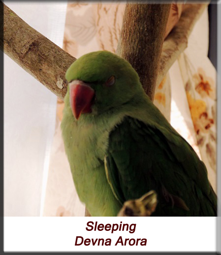 Devna Arora - Parakeet chicks - Baby bird sleeping