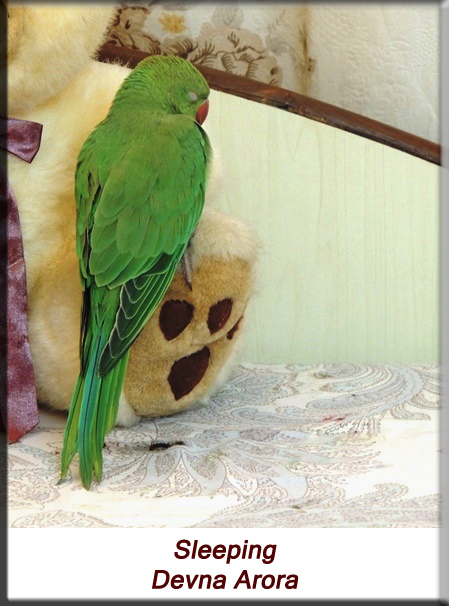Devna Arora - Parakeet chicks - Baby bird sleeping