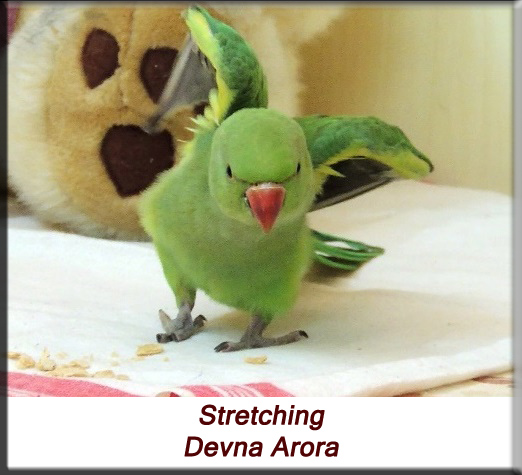 Devna Arora - Parakeet chicks - Baby bird stretching