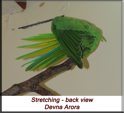 Devna Arora - Parakeet chicks - Baby bird stretching - back view