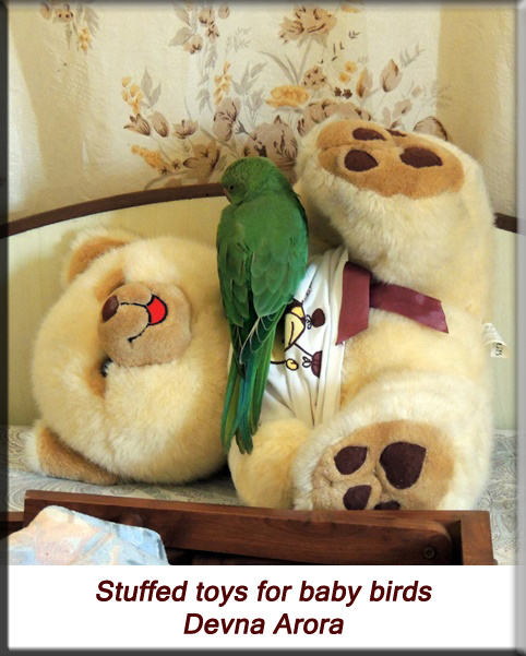 Devna Arora - Parakeet chicks - Stuffed toys for orphaned baby birds