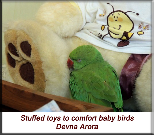 Devna Arora - Parakeet chicks - Baby bird snuggled up against its stuffed toy