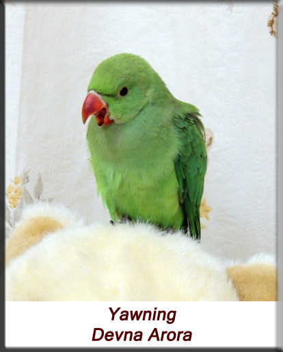 Devna Arora - Parakeet chicks - Baby bird yawning