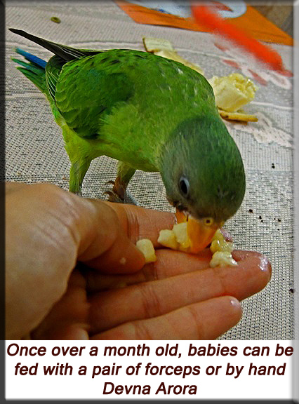 Devna Arora - Baby bird begins to eat on its own