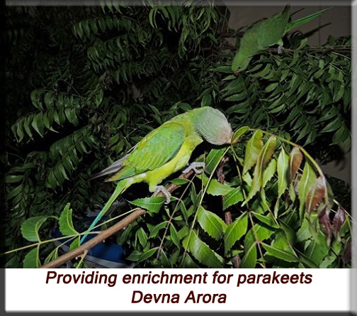 Devna Arora - Environmental enrichment for Plum-headed parakeets