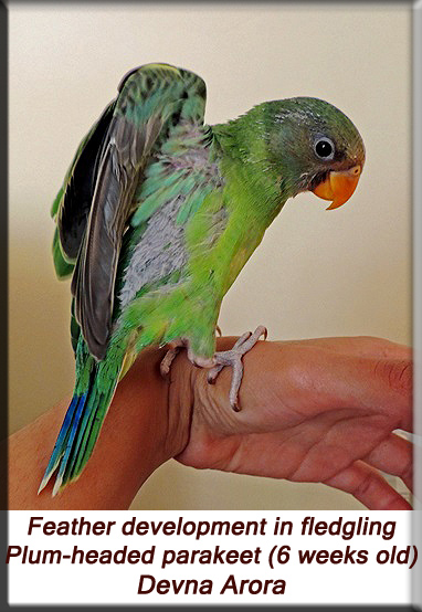 Devna Arora - Feather development in fledgling plum-headed parakeets