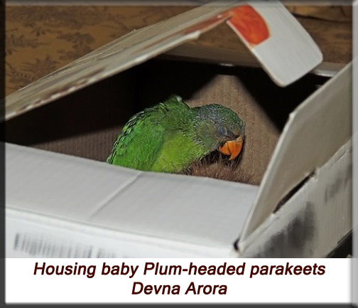 Devna Arora - Housing baby plum-headed parakeets