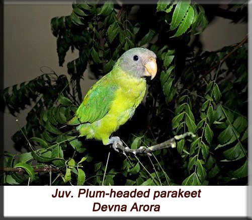 Devna Arora - Juvenile plum-headed parakeet