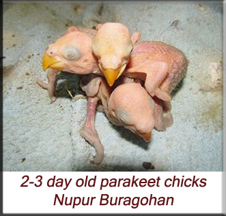 2-3 day old parakeet chicks