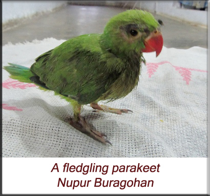 A fledgling parakeet