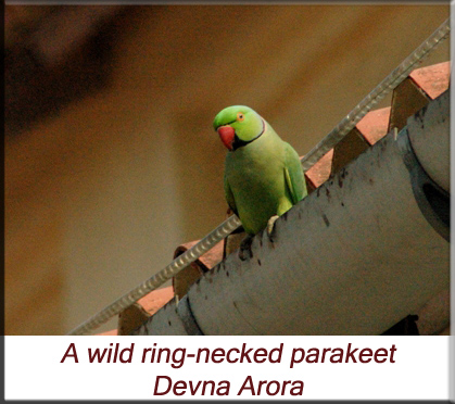 Devna Arora - A wild ring-necked parakeet