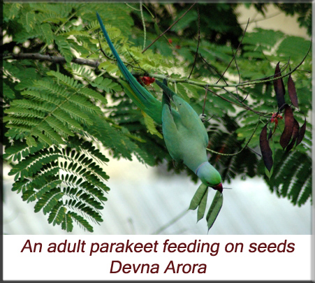 Devna Arora - An adult parakeet feeding on seeds