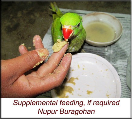 Supplemental hand feeding, if required, for young parakeets