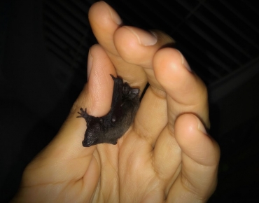 Micro Bats
