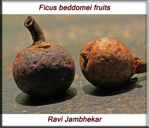 Ficus beddomei