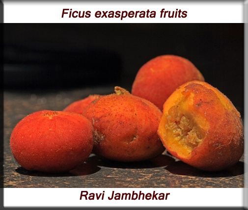 Ficus exasperata fruit