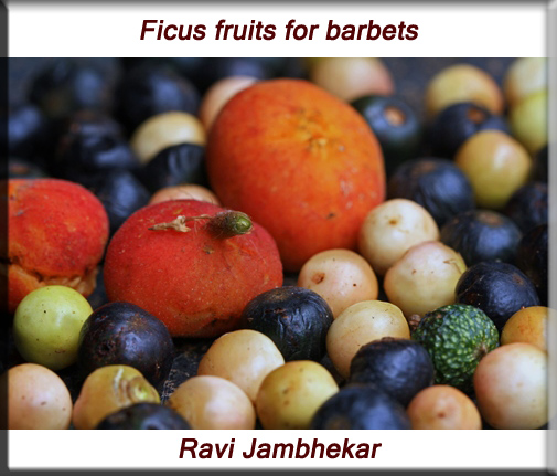 Ficus fruits