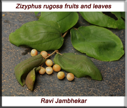 Ficus religiosa leaves