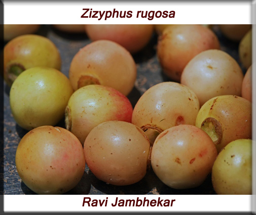 Ficus religiosa fruit