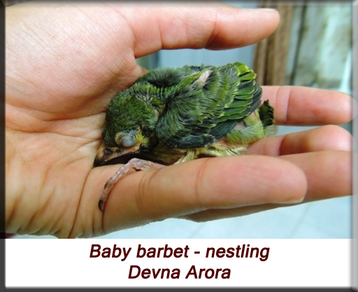 Devna Arora - 