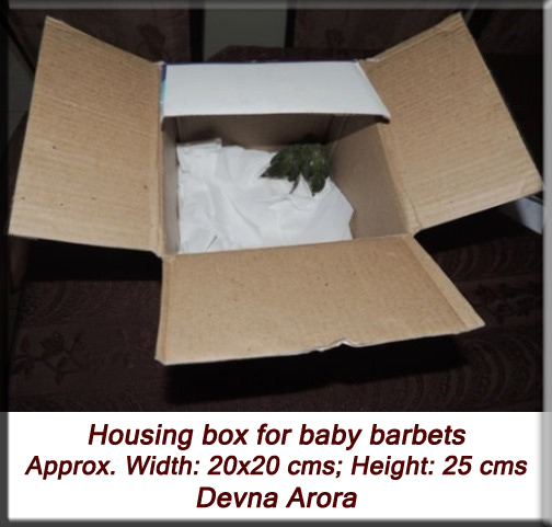 Devna Arora - Housing baby birds