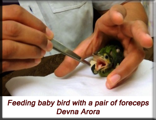 Devna Arora - Feeding baby bird with a pair of forceps