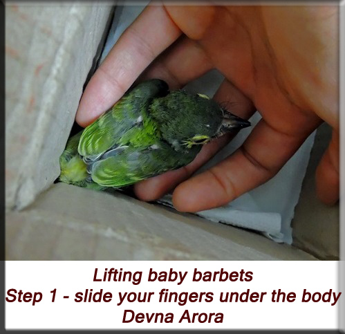 Devna Arora - Lifting baby barbets