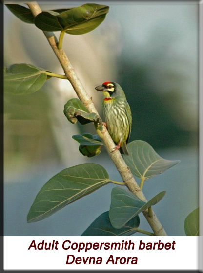 Devna Arora - Adult Coppersmith barbet