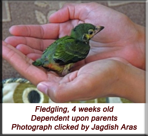 Devna Arora - Fledgling dependent upon parents