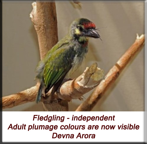 Devna Arora - Fledgling - independent