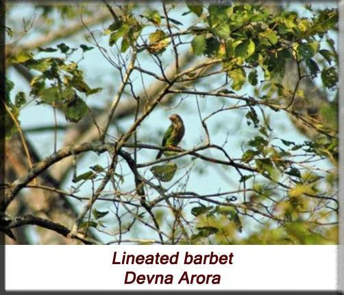Devna Arora - Lineated barbet