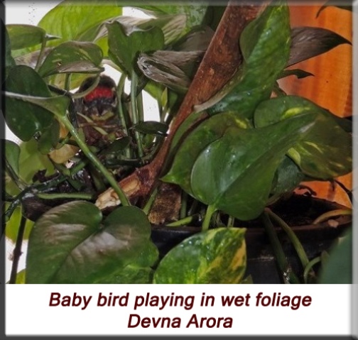 Devna Arora - Playing in wet foliage