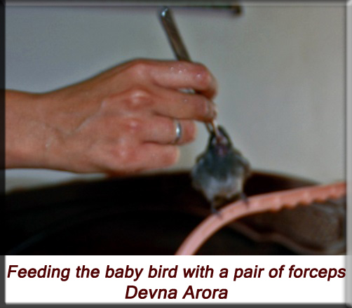 Devna Arora - Feeding baby bird with a pair of forceps