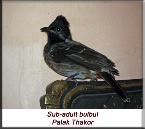 Palak Thakor - Sub-adult bulbul