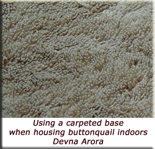 Devna Arora - Using a capeted base when housing buttonquail indoors