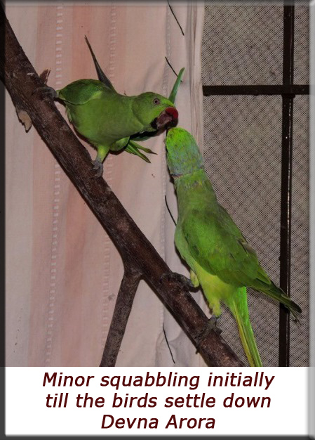 Devna Arora - Minor squabbling till the birds settled down