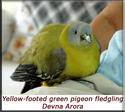 Devna Arora - Yellow-footed green pigeon fledgling