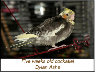 5 weeks old cockatiel