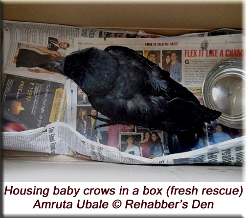 Housing babies in a box